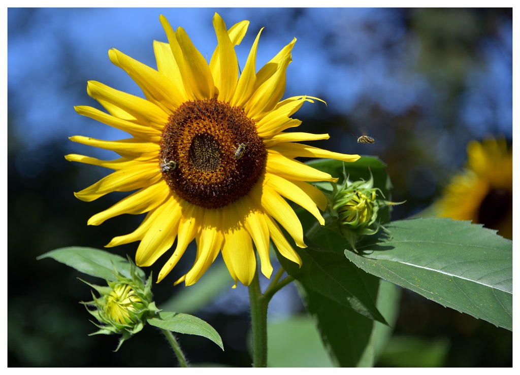 Nature In Class A By Debra Meole For COMING IN FOR A LANDING JAN-2019.jpg